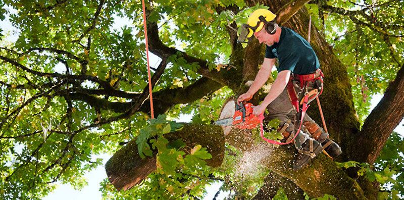 Midlothian Tree Service