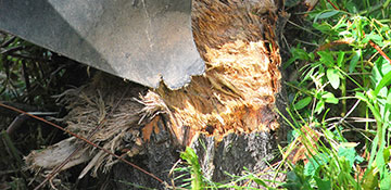 Stump Grinding in Greenacres, WA