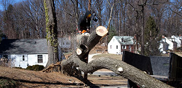 Tree Removal in The Village Of Indian Hill, OH