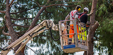 Tree Service in Belleville, IL