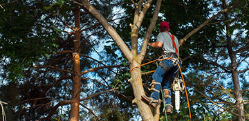 Tree Trimming in Greenacres, WA